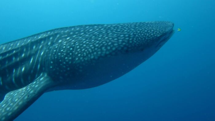 Whale shark swimming in deep blue ocean captured in rare underwater photo