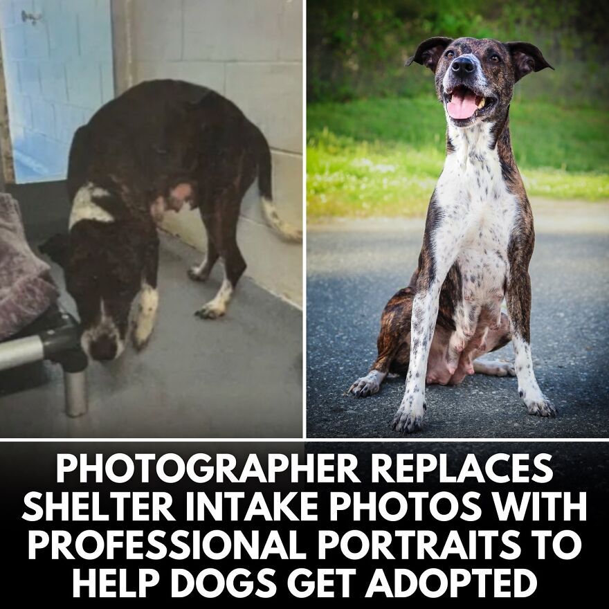 30 Heartwarming Dog Stories That Prove Kindness Still Exists In The World