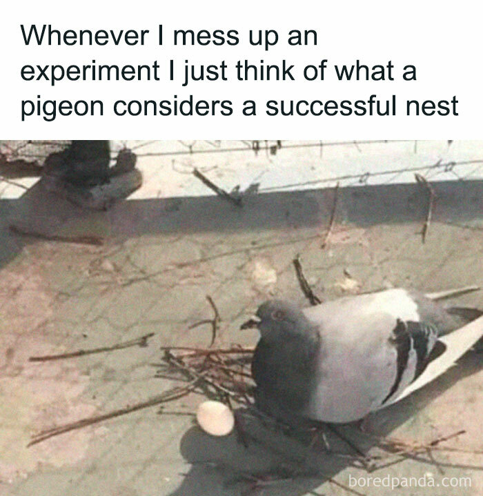 Pigeon with a single egg creating a simple nest meme