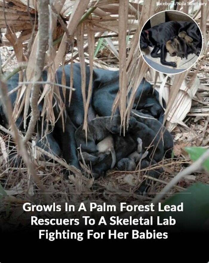 These Rescue Animal Stories From This Facebook Page Are Breaking Hearts And Restoring Faith In Humanity (31 Stories)