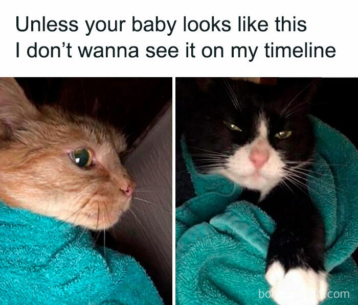 Meme showing cats wrapped in towels as babies not welcome