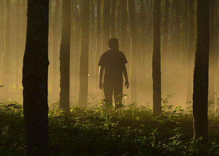 Silhouette of a person vanishing into a foggy forest with trees and greenery