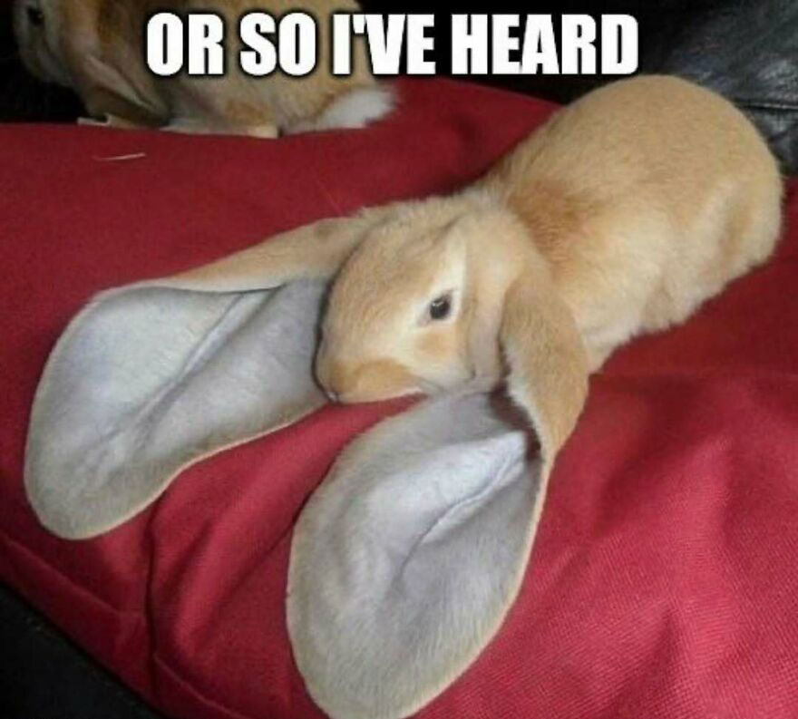 Funny bunny with oversized ears meme illustrating unhinged posts humor