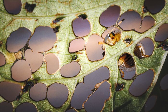 20 Stunning Animal Photos From Life Framer’s 2026 Animal Kingdom Competition