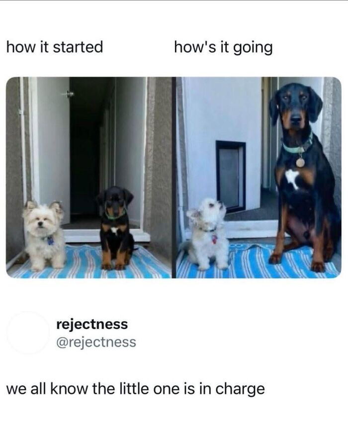 Wholesome-Memes-Memeuplift