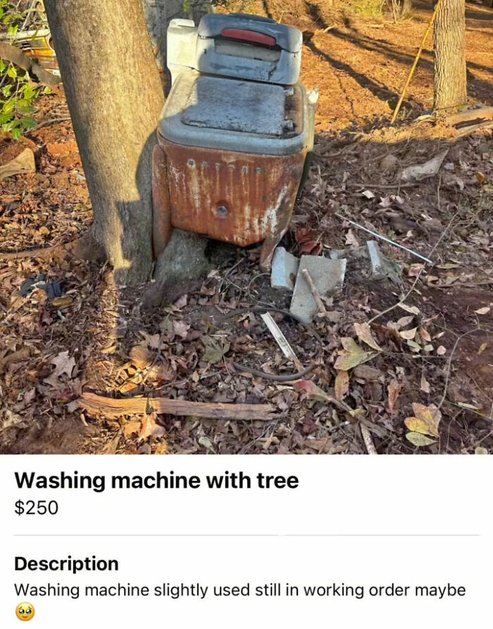 Rusty washing machine encased by tree trunk outdoors