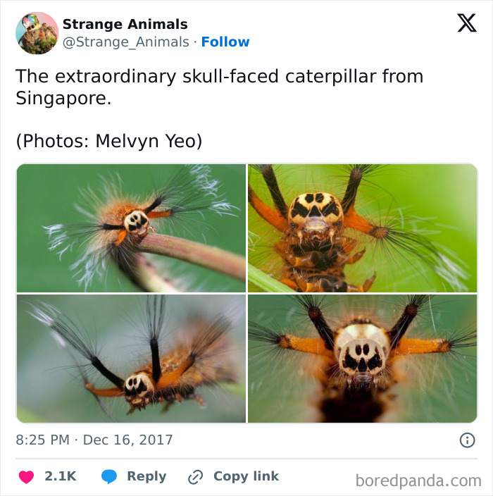 Close-up of skull-faced caterpillar from Singapore with orange and black markings