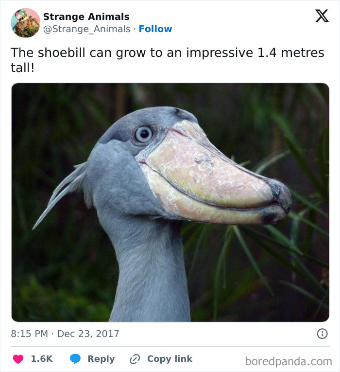 Shoebill bird portrait showing large bill and blue-gray feathers