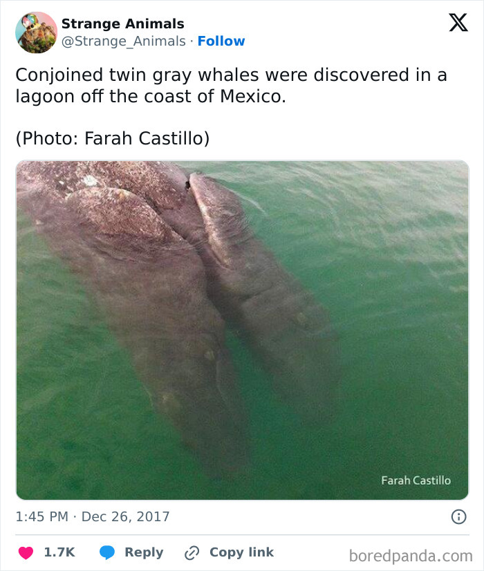 Conjoined twin gray whales swimming together in green water
