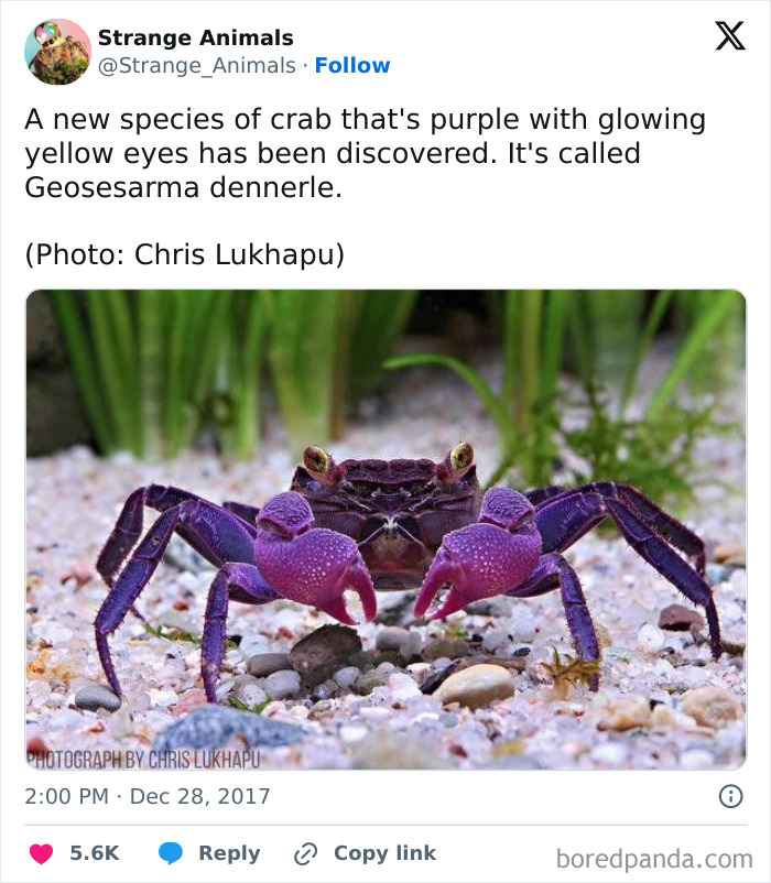 Purple crab with glowing yellow eyes on sandy seabed