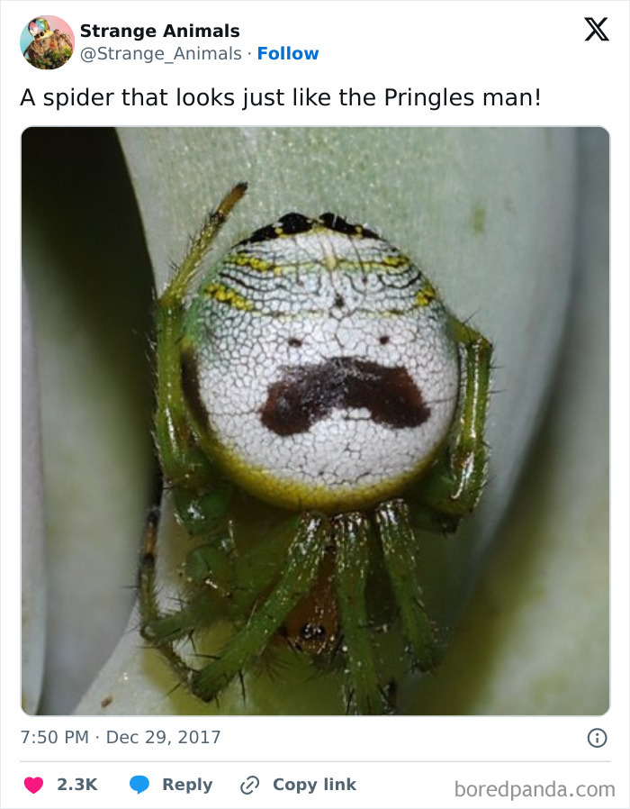 Spider with pattern resembling the Pringles man on its back