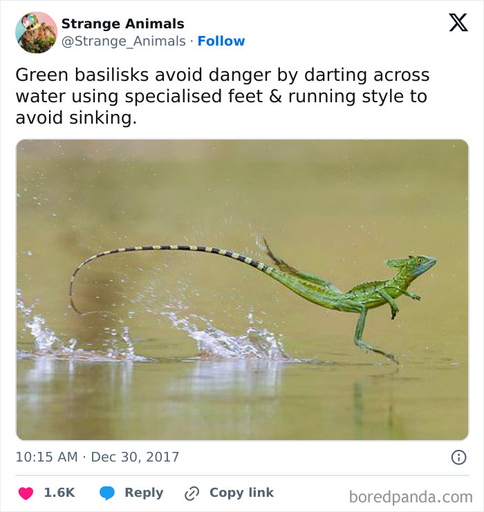Green basilisk lizard running on water to avoid sinking