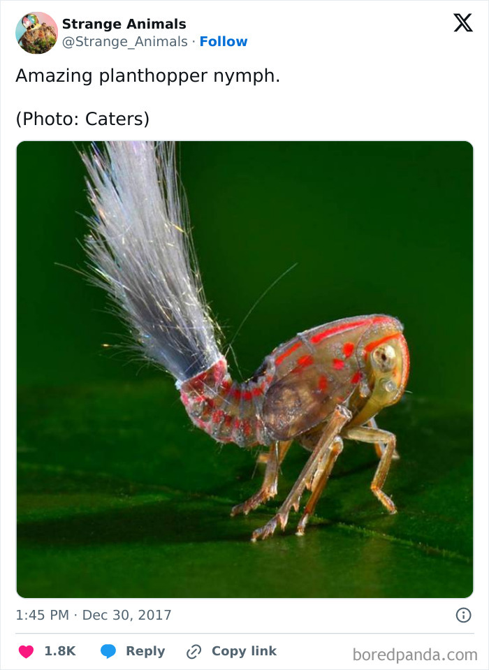 Close-up of a colorful planthopper nymph insect on leaf