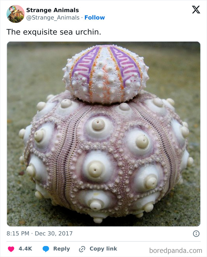 Detailed sea urchin shell with pink and purple patterns