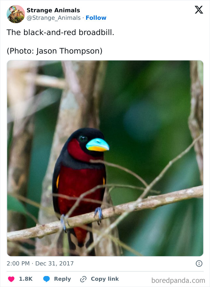 Black-and-red broadbill bird perched on a branch
