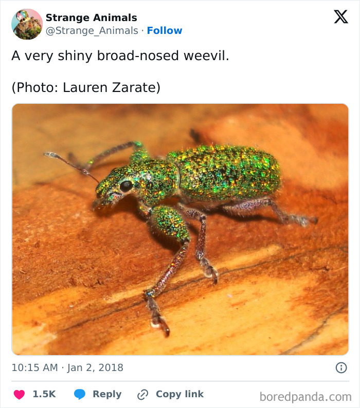 Shiny broad-nosed weevil with iridescent green and gold colors on wood