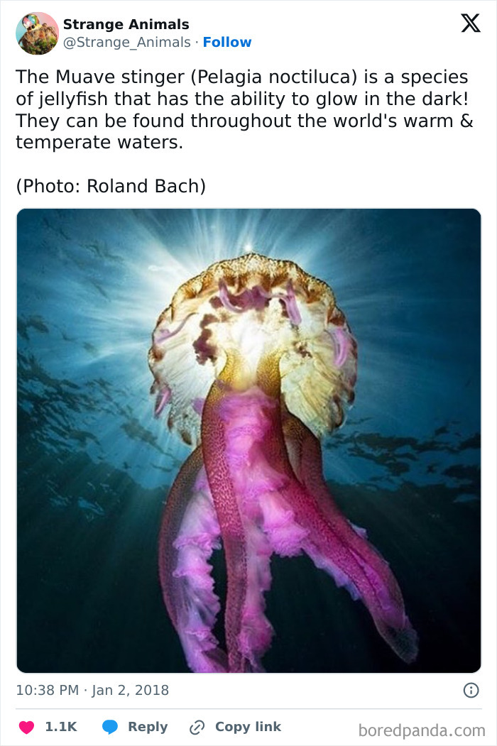 Glowing Muave stinger jellyfish with purple tentacles in warm ocean water
