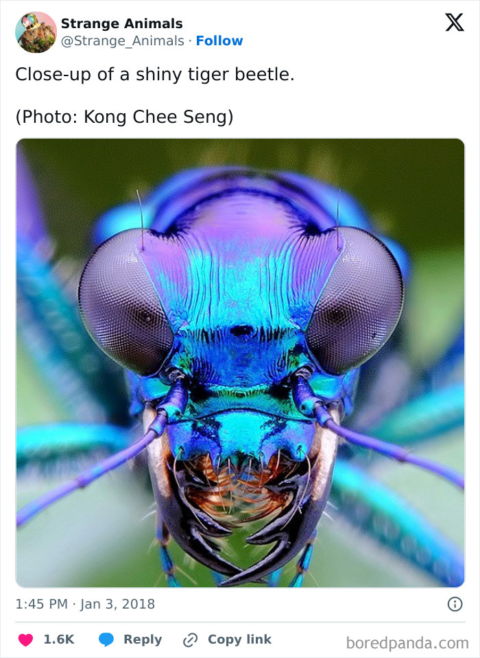 Close-up of a shiny blue tiger beetle showing detailed eyes and mandibles