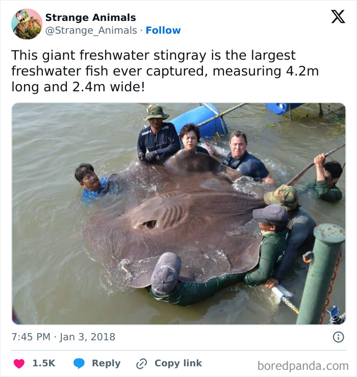Giant freshwater stingray held by multiple people measuring over 4 meters