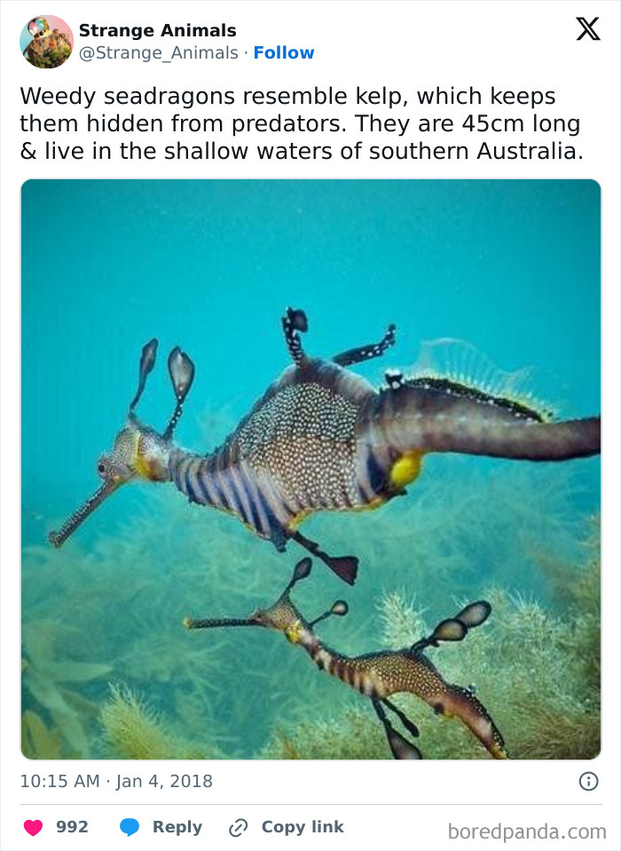 Weedy seadragons camouflaged in kelp in shallow southern Australia waters