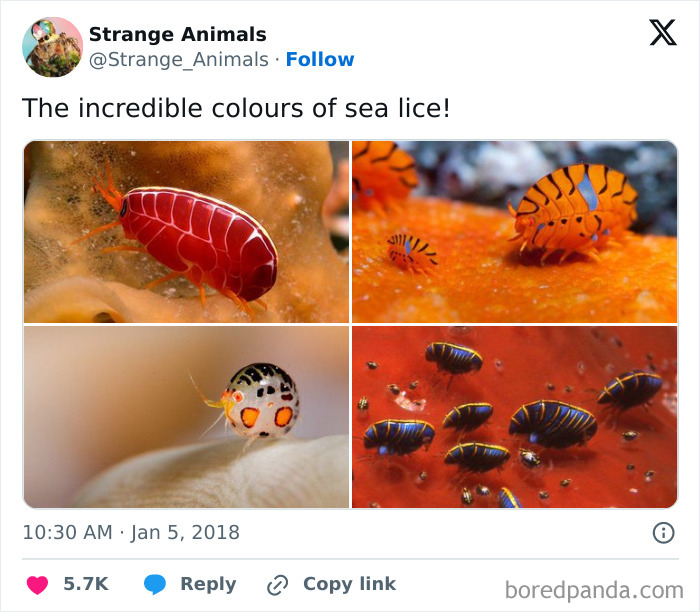 The incredible colors of sea lice in vibrant red, orange, and black patterns underwater