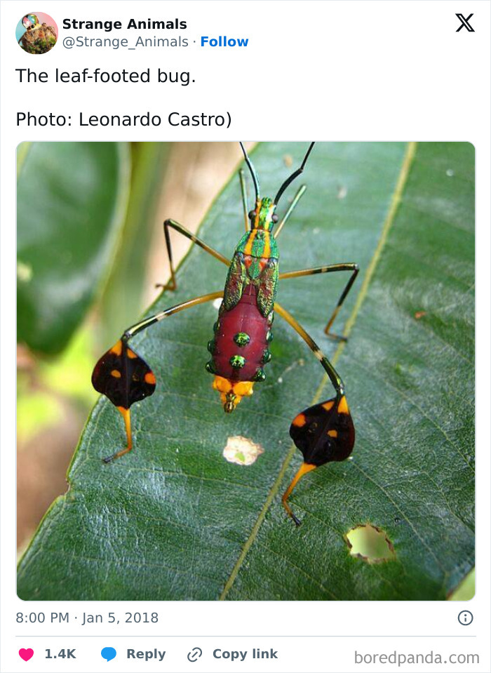 Leaf-footed bug with colorful green and red body standing on a green leaf