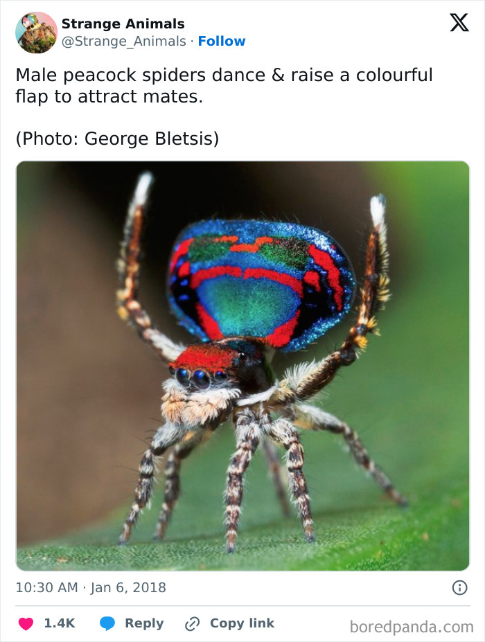 Male peacock spider with blue and red colorful flap raised to attract mates