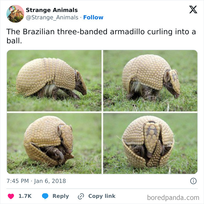 Brazilian three-banded armadillo curling into a tight protective ball on grass