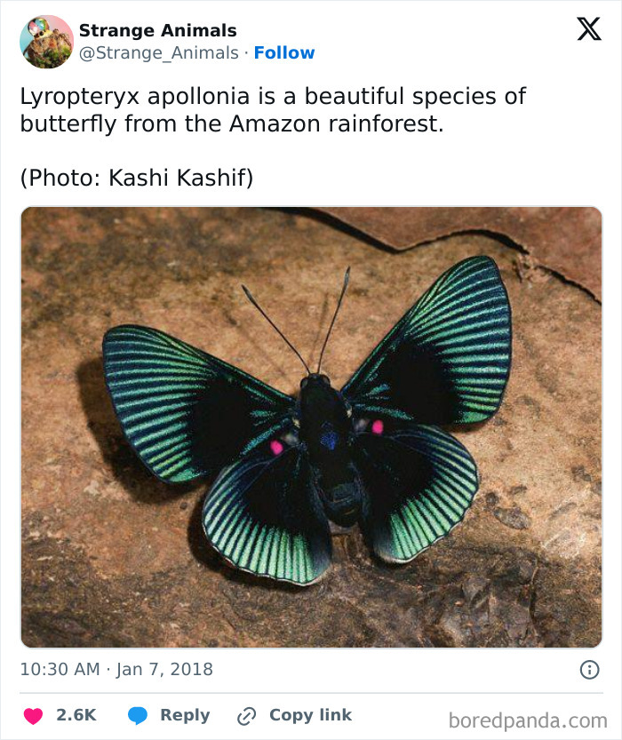 Lyropteryx apollonia butterfly with green and black wings resting on a rough surface