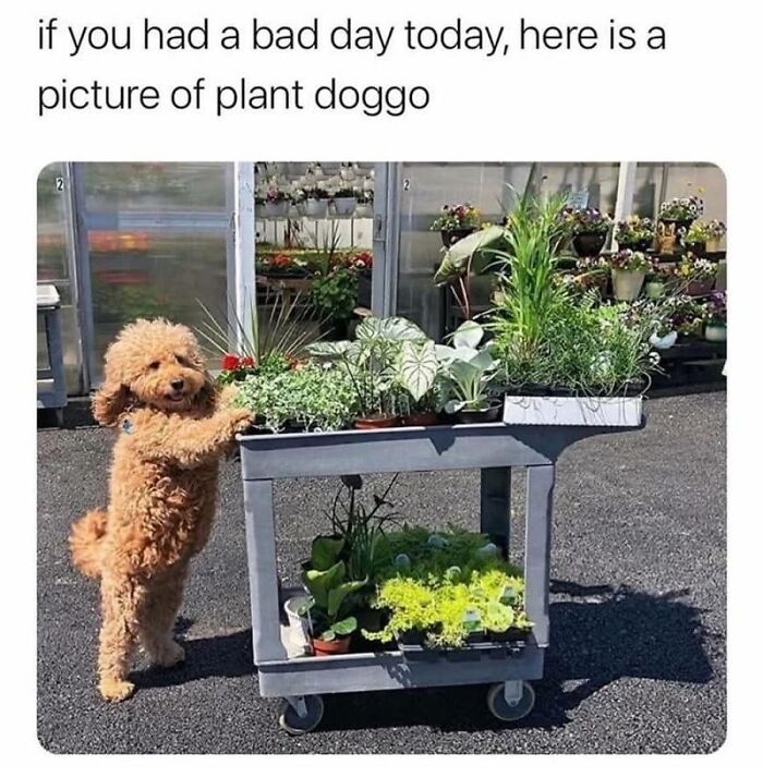 Wholesome-Memes-Memeuplift
