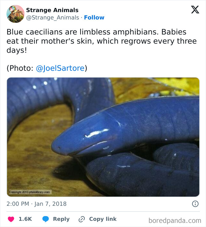 Blue caecilian amphibian with limbless, smooth body in close-up image