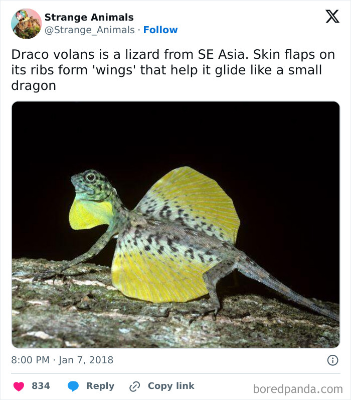 Draco volans lizard showing yellow skin flaps forming wings for gliding