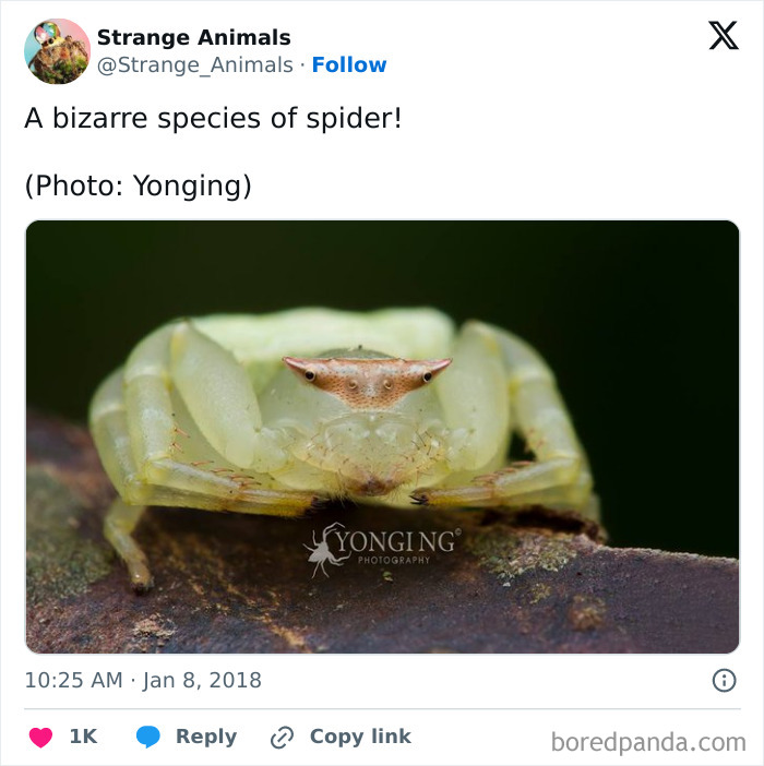 Close-up of bizarre spider species with pale body and dark eyes