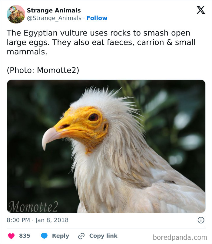 Egyptian vulture with white feathers and bright yellow facial skin