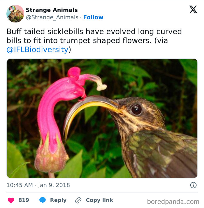 Buff-tailed sicklebill bird using long curved bill to feed from trumpet-shaped flower