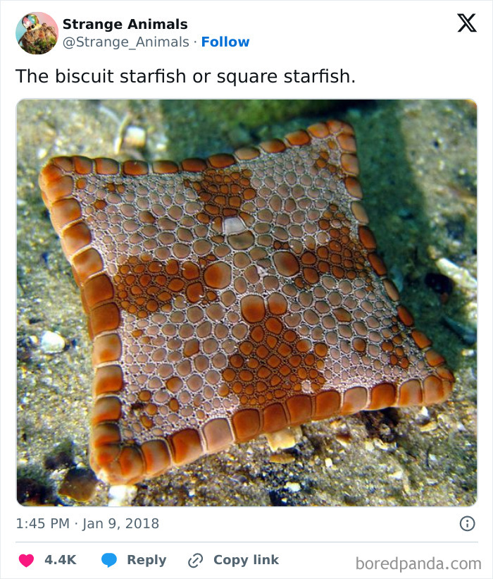 Biscuit starfish or square starfish with intricate patterned body on ocean floor