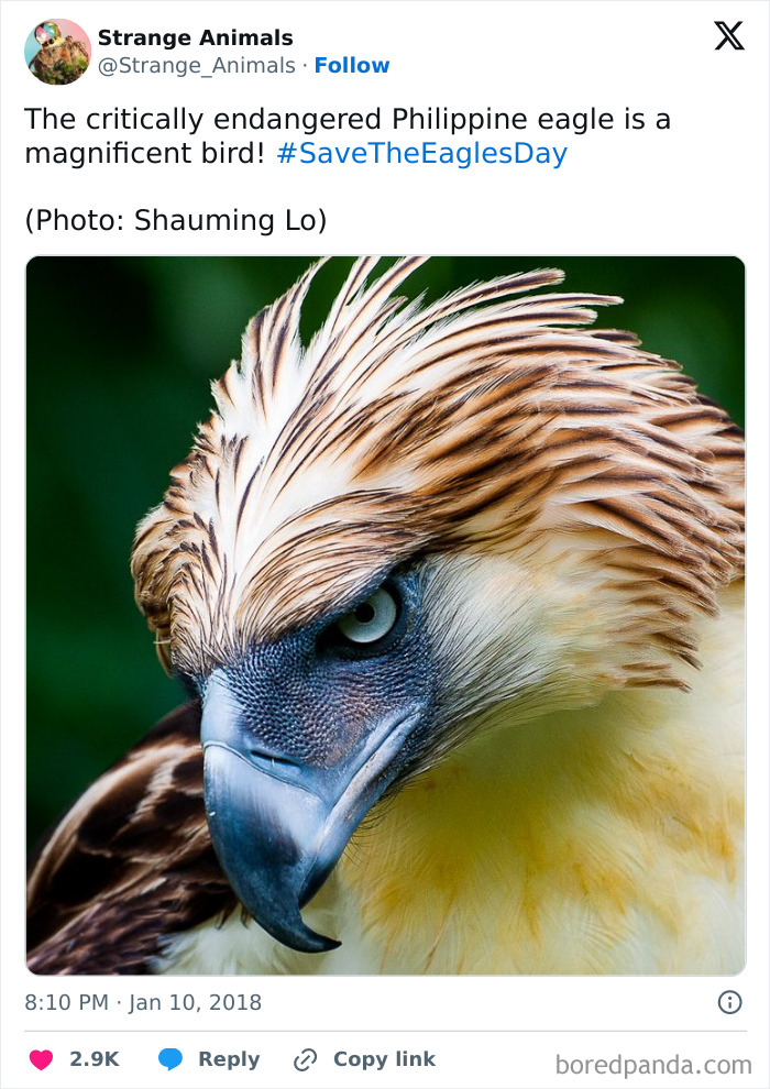 Close-up of the critically endangered Philippine eagle with striking feathers and sharp beak