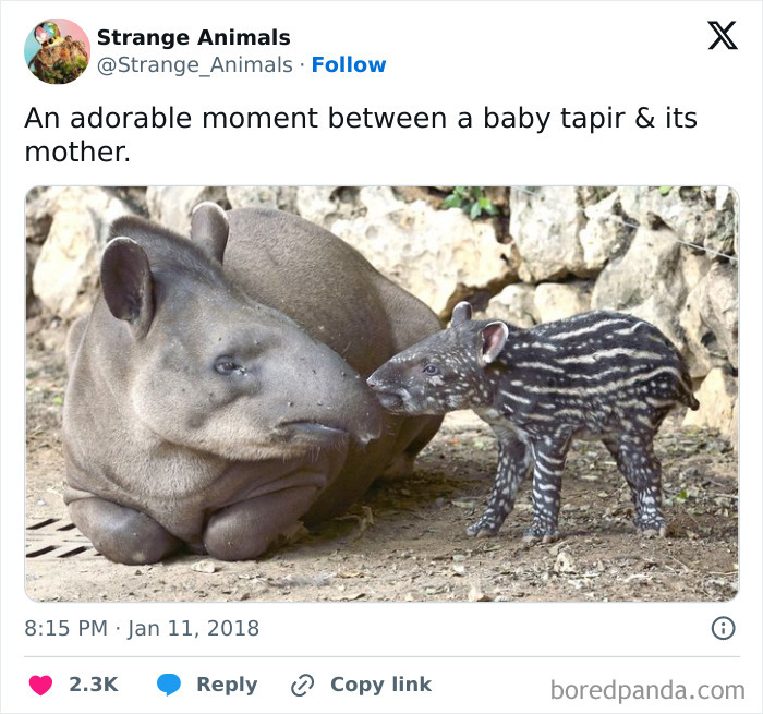 Baby and mother tapir sharing an adorable moment together