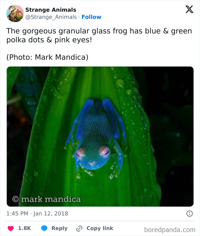 Blue and green granular glass frog with pink eyes on a green leaf