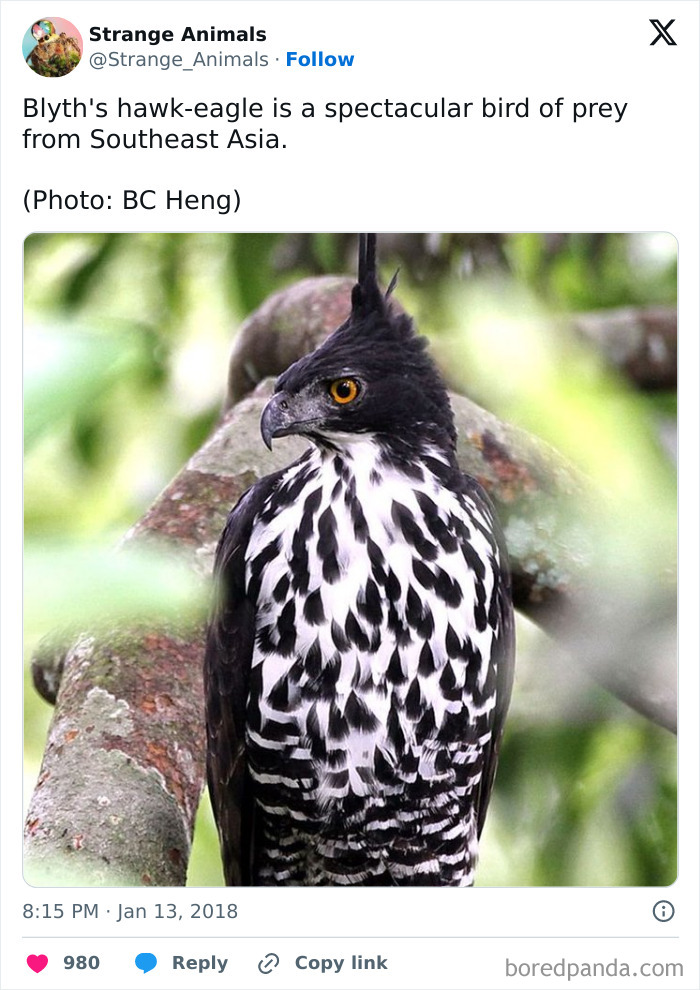 Blyth's hawk-eagle perched on a branch showing its black and white feathers