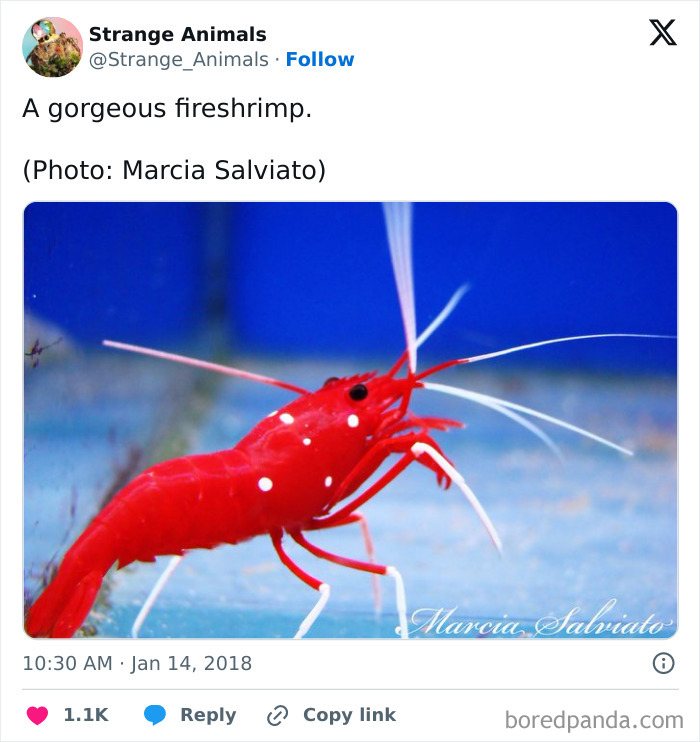 Bright red fireshrimp with white antennae against a blue background