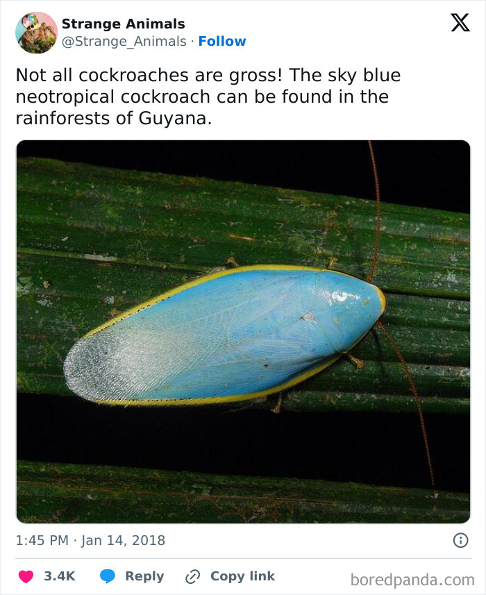 Sky blue neotropical cockroach resting on green leaf in Guyana rainforest
