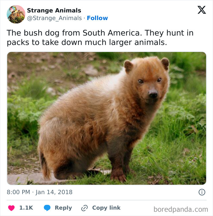 Bush dog from South America in natural habitat hunting in packs
