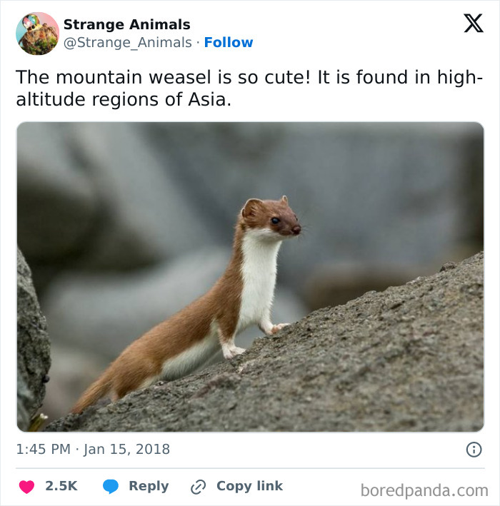 Mountain weasel in high-altitude Asian region on rocky terrain