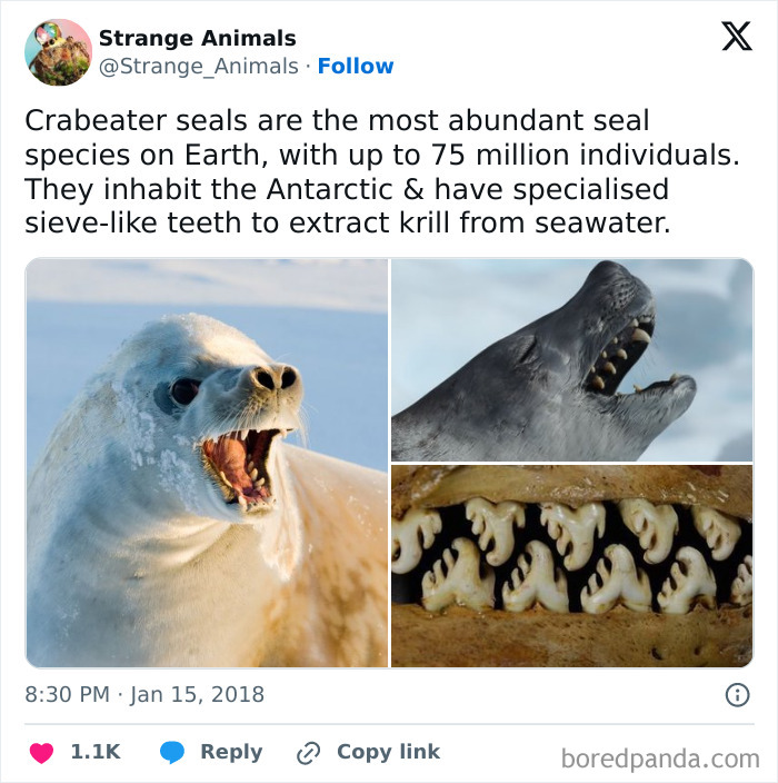 Crabeater seals with specialized teeth inhabiting Antarctic