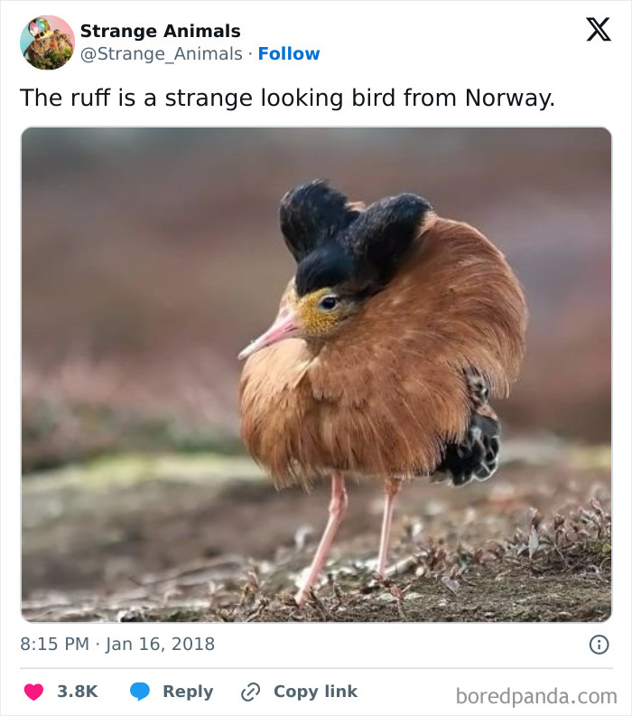 Ruff bird with unique plumage standing on ground in Norway