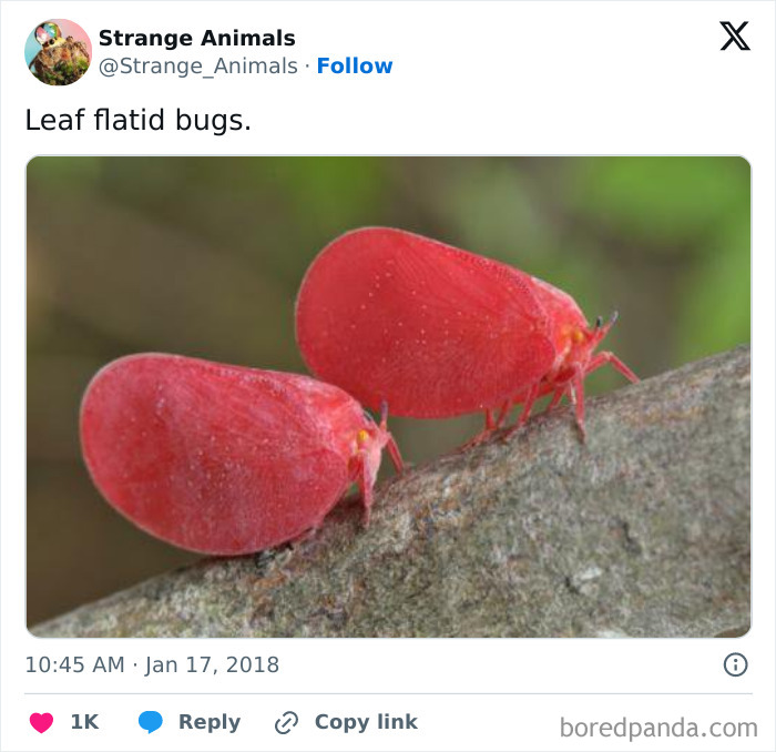 Two bright red leaf flatid bugs on tree bark close up