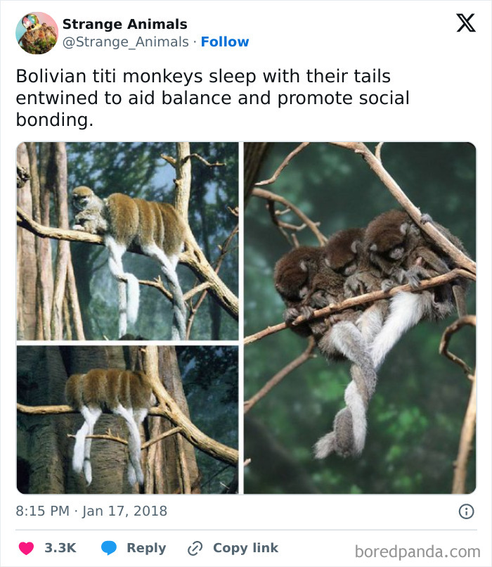 Bolivian titi monkeys sleeping with tails entwined on tree branch