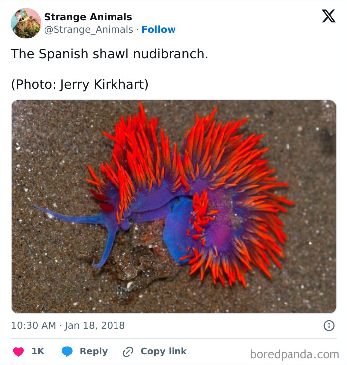 Brightly colored Spanish shawl nudibranch on ocean floor