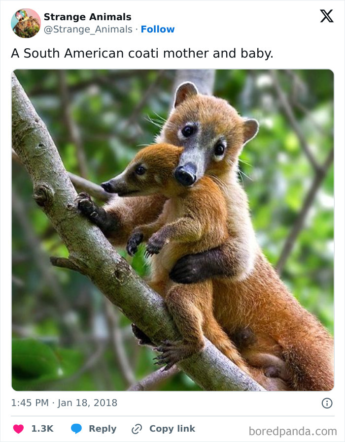 South American coati mother hugging baby on tree branch in forest